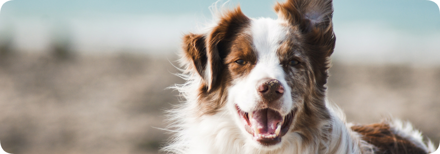 hård Mod viljen Alexander Graham Bell Hundförsäkring: Jämför försäkring till hund 2022